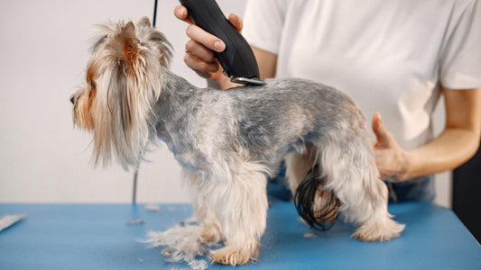 DIY Pet Grooming Easy Techniques for a Happy Pet
