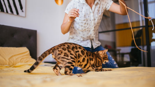 The Benefits of Interactive Toys for Cats